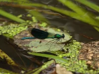 Beekjuffers [Calopterygidae]